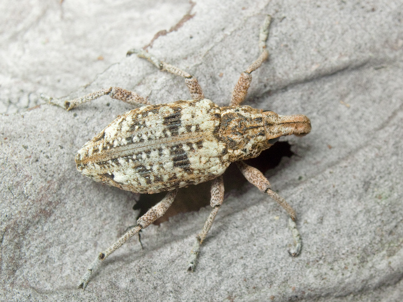 Coniocleonus hollbergii (Fåhraeus, 1842)